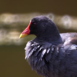 poule d'eau