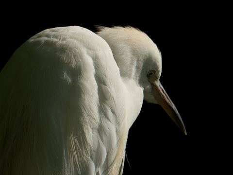 Aigrette garzette — Parc de la Tête d'Or, Lyon