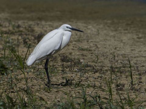Aigrette garzette — La Dombes