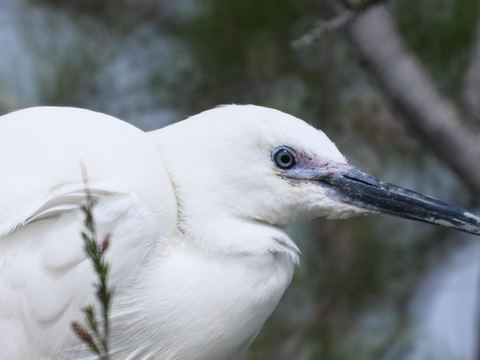 Aigrette garzette — Parc du Pont de Gau, Camargue