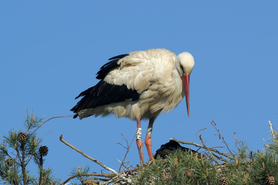 Cigogne blanche — Villars-les-Dombes