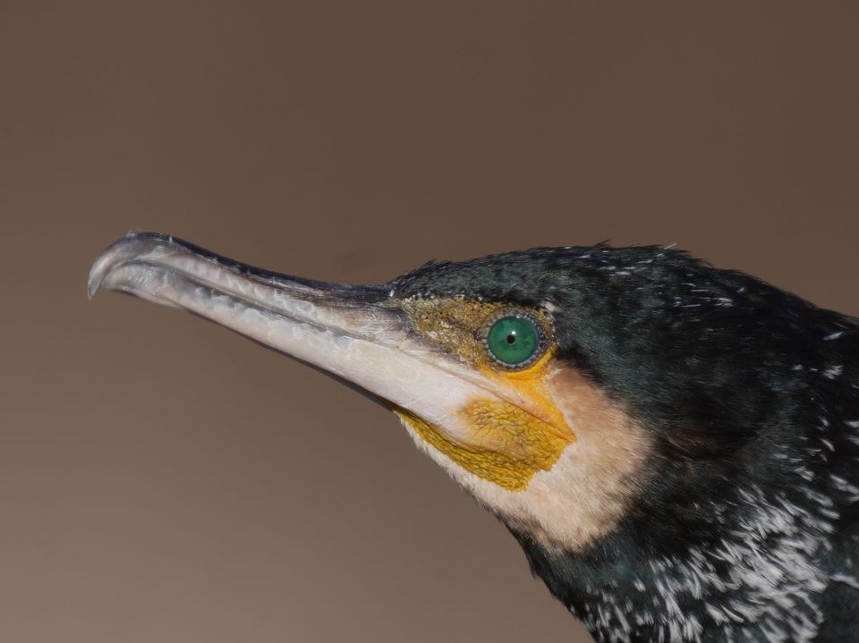 Cormoran — Quai de Saône, Lyon