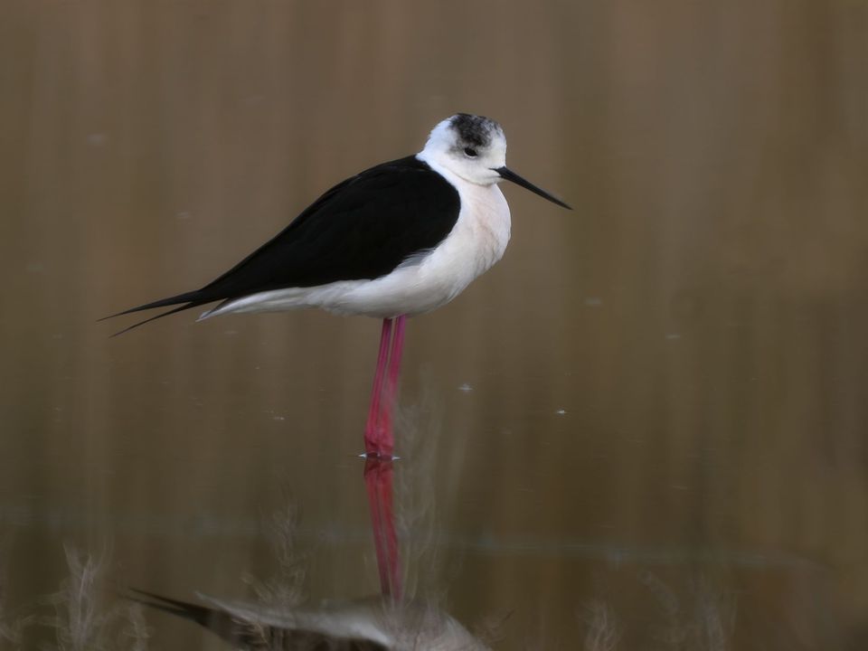 Échasse — Camargue