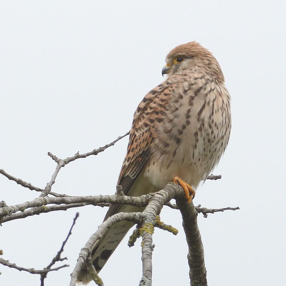 Faucon crécerelle — Mazille