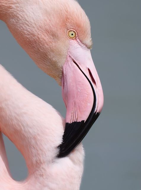 Flamant rose