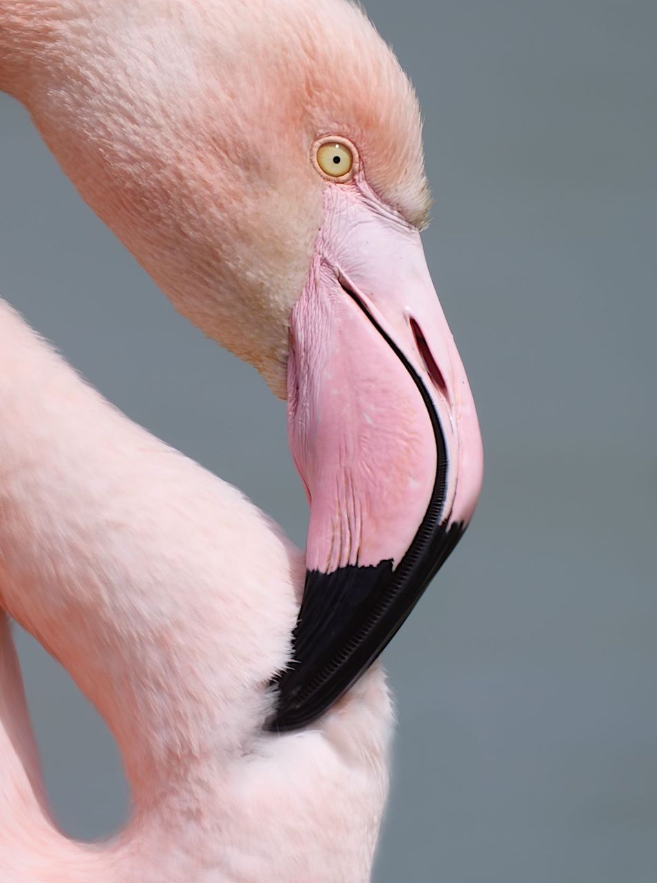 Flamant — Parc du Pont de Gau, Camargue