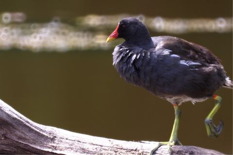 Gallinule poule d'eau — Le Teich