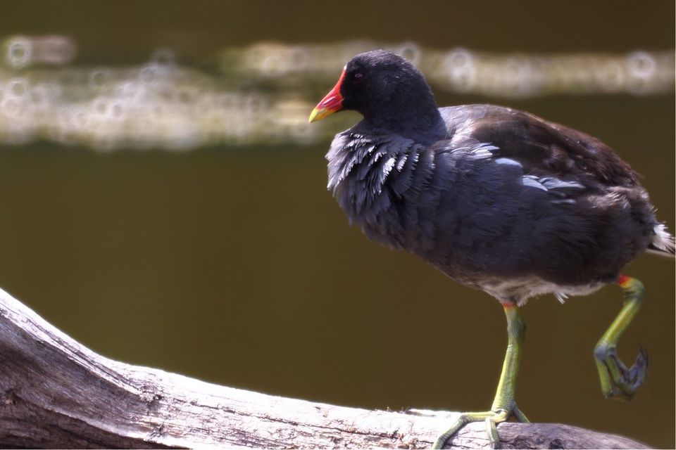 Gallinule poule d'eau — Le Teich