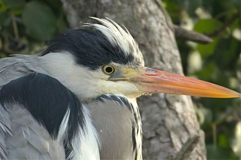 Héron — Parc de la Tête d'Or, Lyon