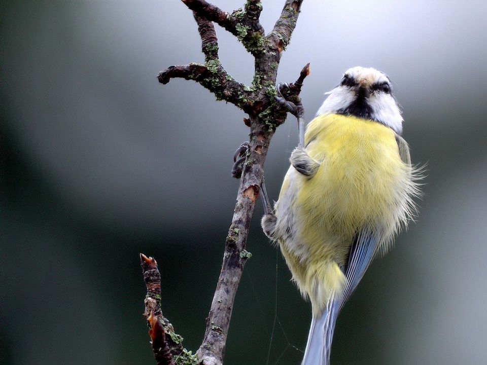 Mésange charbonnière — Mazille