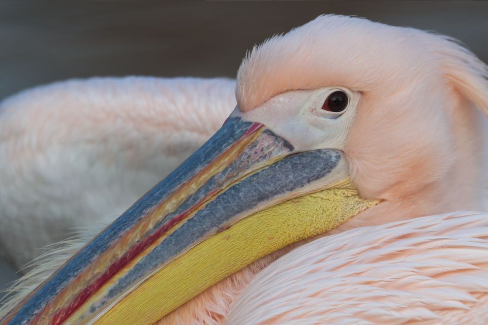 Pélican — Parc de la Tête d'Or, Lyon