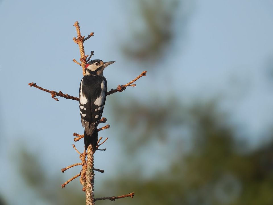 Pic épeichette — Mazille