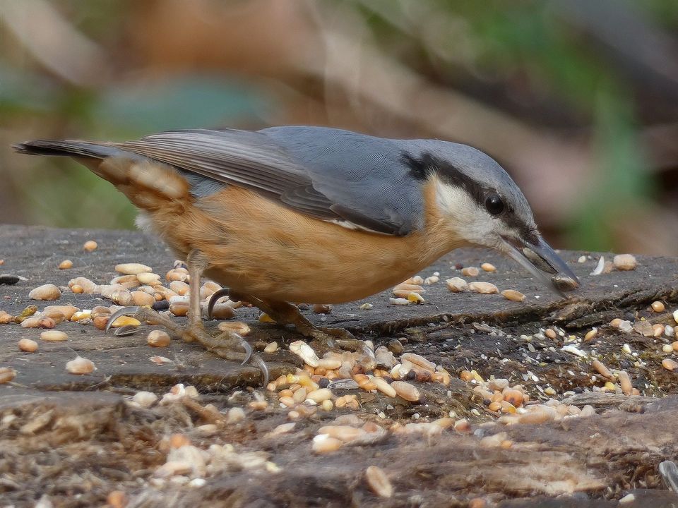 Sittelle torchepot — Parc de la Tête d'Or, Lyon