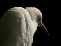 aigrette garzette