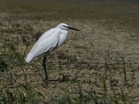 aigrette garzette