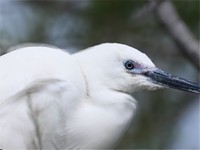 aigrette garzette