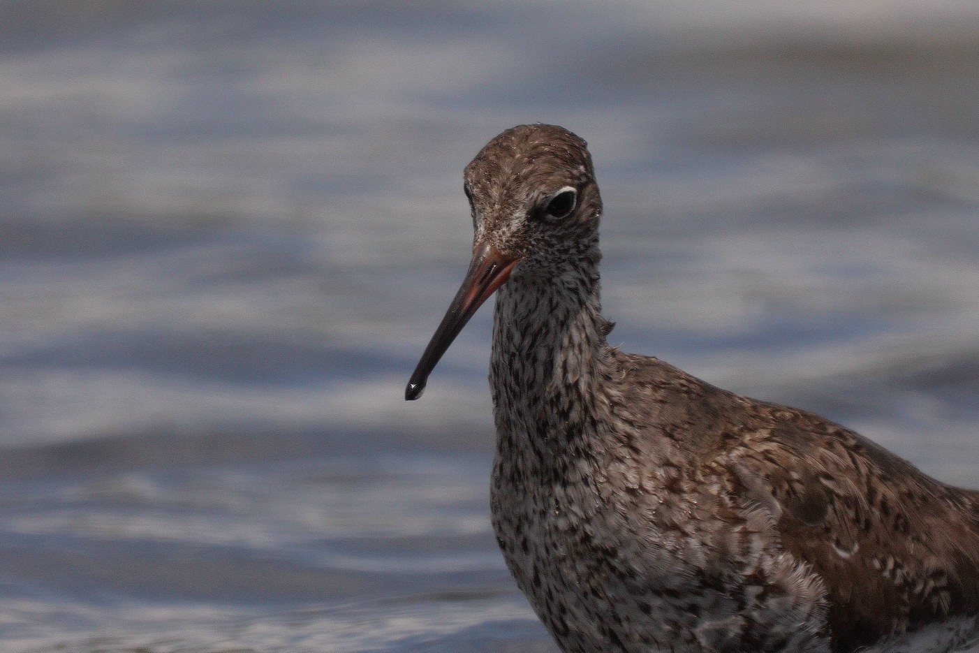 Le Teich, distance 20 m environ, Lumix G9, optique Maksutov 102