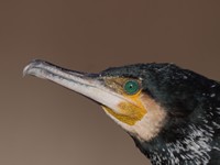 cormoran