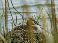 grebe