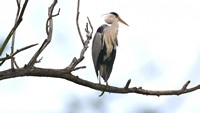 heron