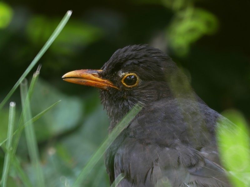 Lyon, distance 6 m environ,Lumix G9, optique Maksutov 102