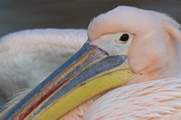 pelican